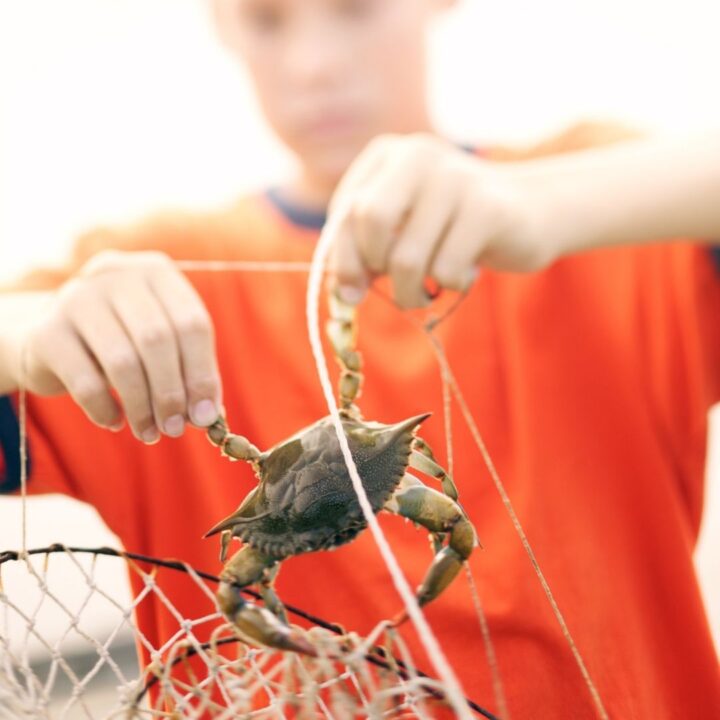 Crabbing in Appledore