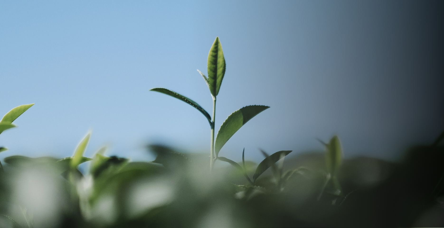 plants growing