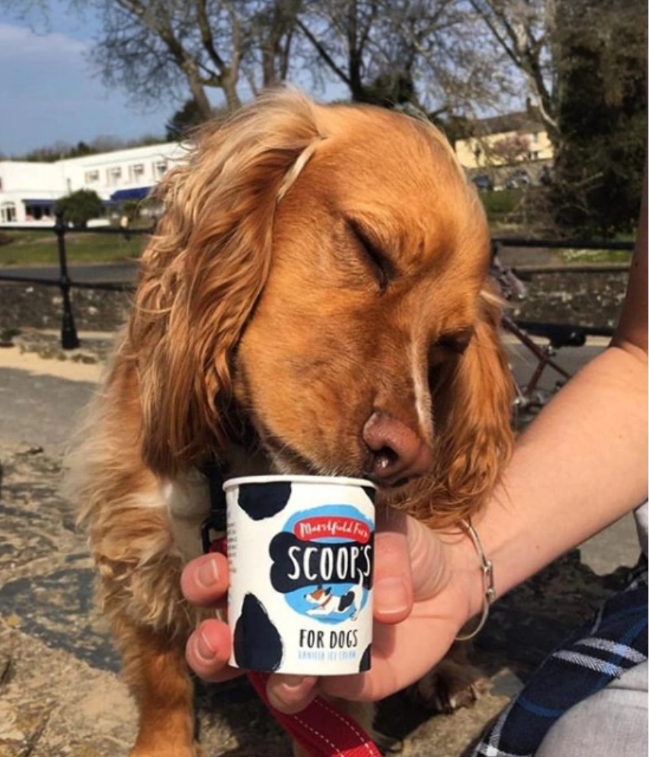 dog eating ice cream