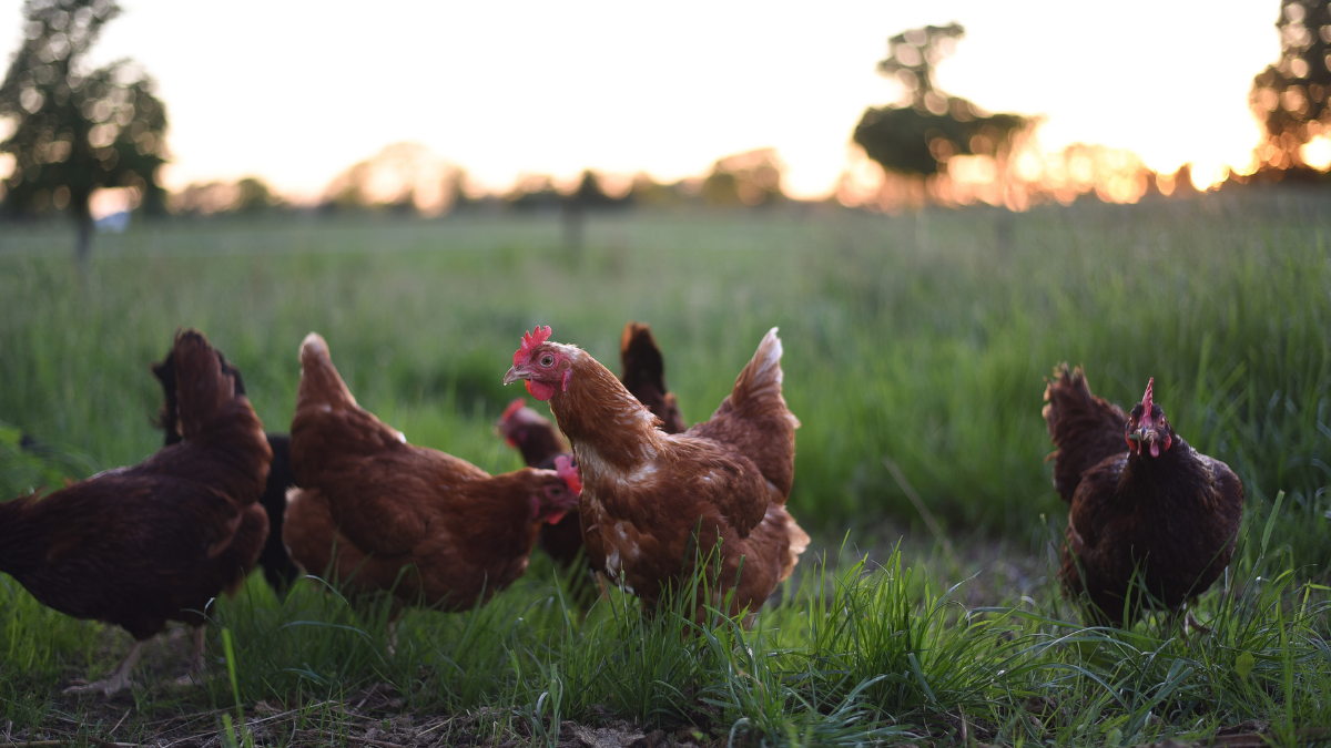 Chickens - Black Dog Eggs