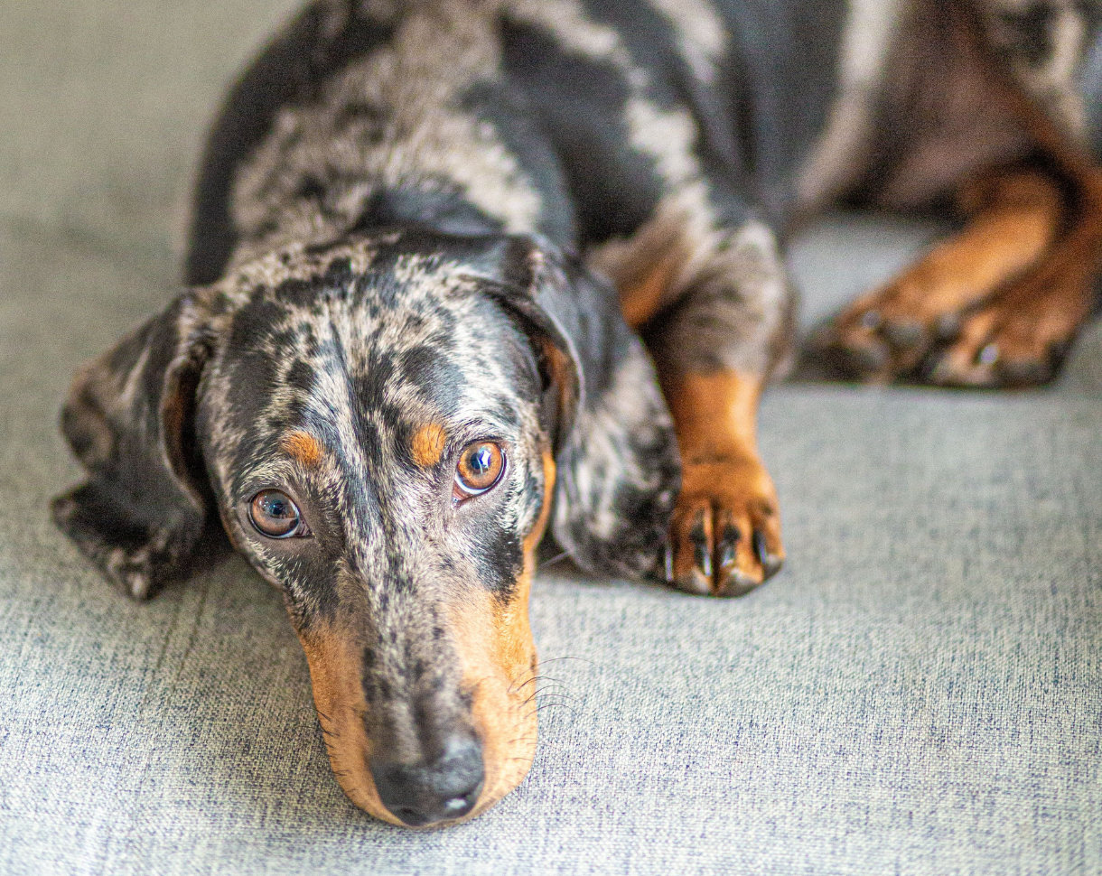 Speckled Daschund under cafe table